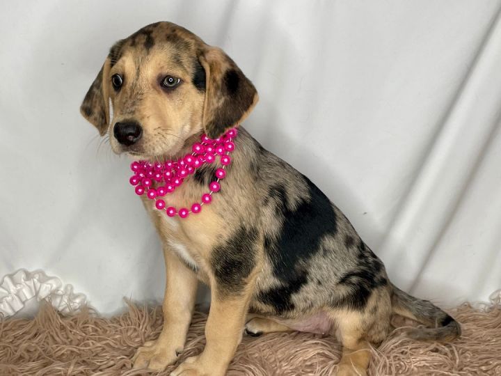 10 week sales old catahoula puppy