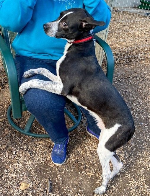 Border collie and sales boston terrier mix