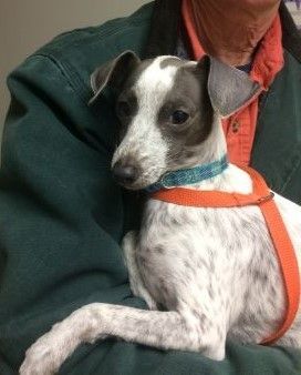 Petfinder store italian greyhound