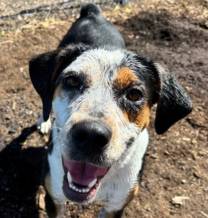 Sissy, an adoptable Hound, Mixed Breed in Pendleton, OR, 97801 | Photo Image 1