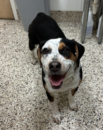 Sissy, an adoptable Hound, Mixed Breed in Pendleton, OR, 97801 | Photo Image 2