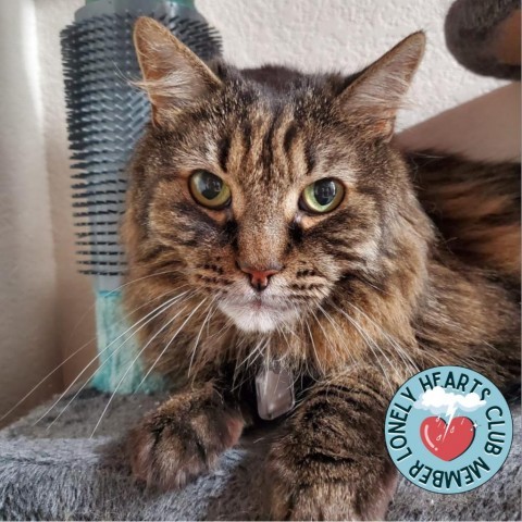 Shylo, an adoptable Domestic Long Hair in Lakewood, CO, 80214 | Photo Image 1