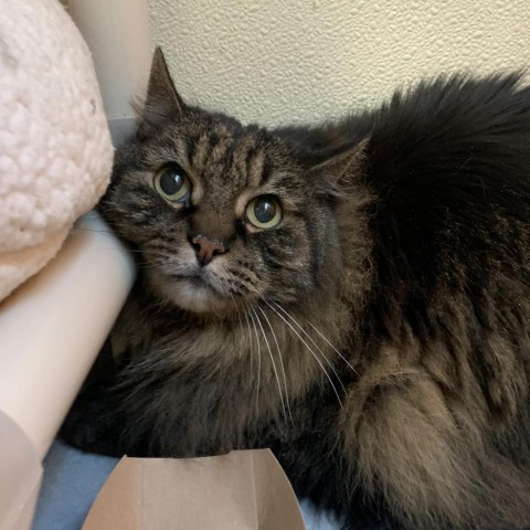 Shylo, an adoptable Domestic Long Hair in Lakewood, CO, 80214 | Photo Image 2