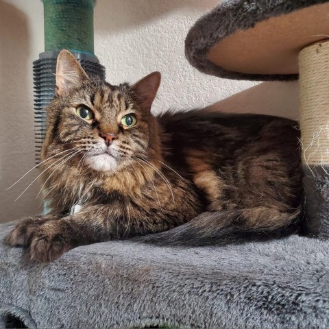 Shylo, an adoptable Domestic Long Hair in Lakewood, CO, 80214 | Photo Image 3