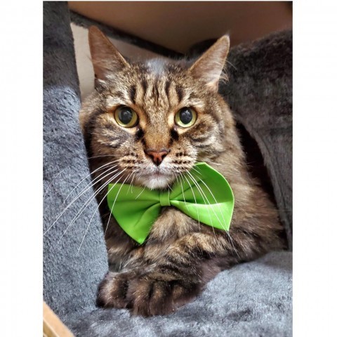 Shylo, an adoptable Domestic Long Hair in Lakewood, CO, 80214 | Photo Image 4