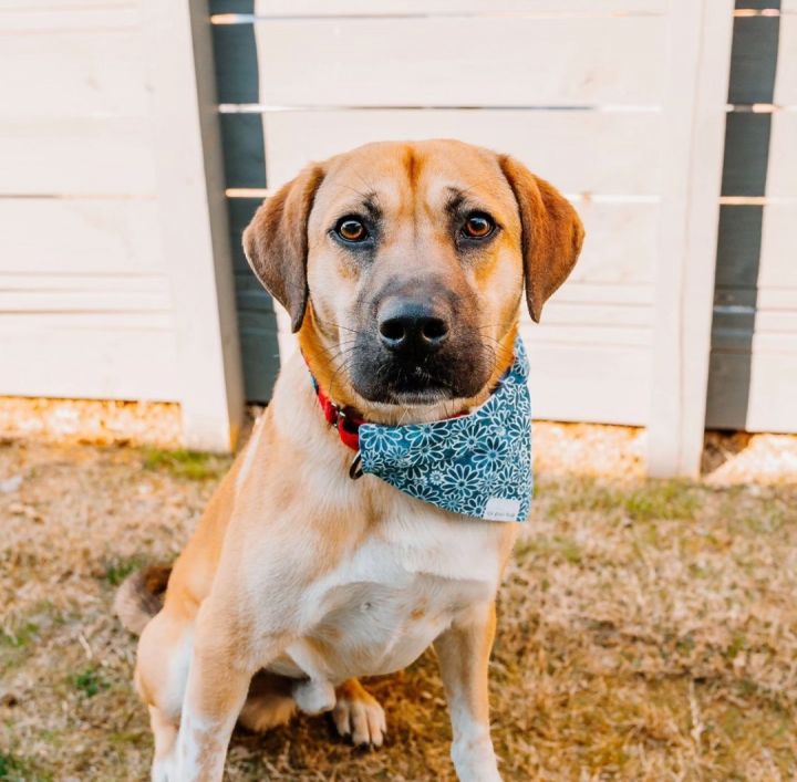 Dog for adoption Noah an Anatolian Shepherd Mix in Lancaster