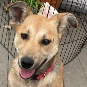 Bella is a feisty approx 4-12 month old German Shepherd mix Currently she weighs 25 pounds and p