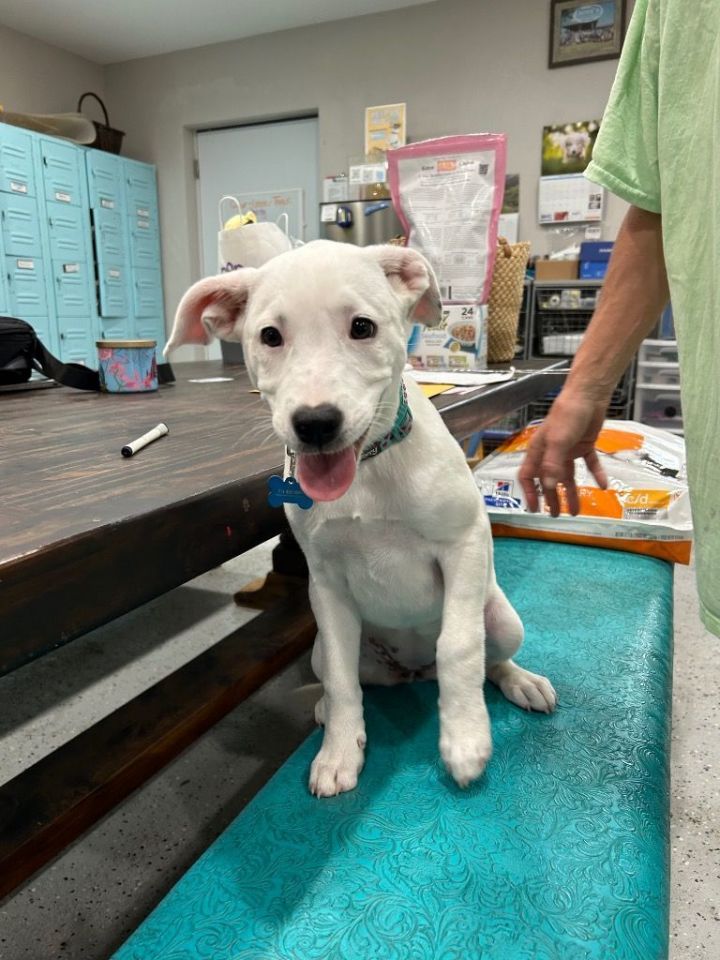 Dog for adoption Cassandra a Catahoula Leopard Dog Labrador