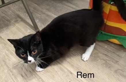 Rem