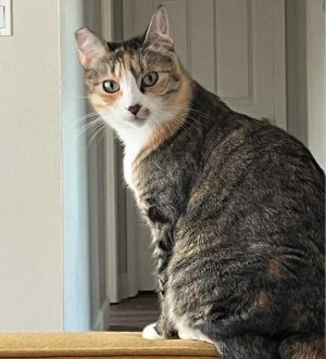 DOB 12112018 Meet Mama Gurl This petite and sweet young mom is a gorgeous tabbycalico mix with 