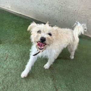 The nearest pet sales