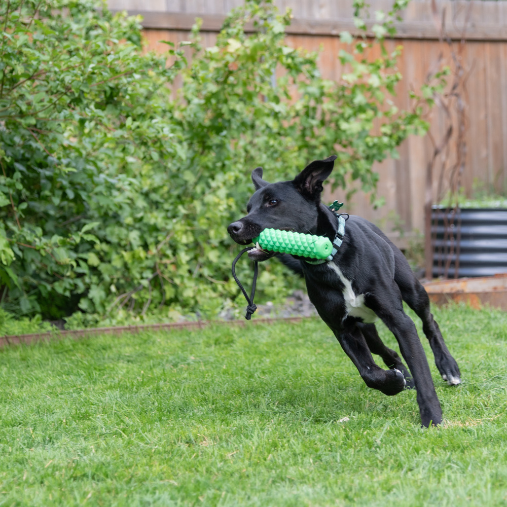 Hank, an adoptable Labrador Retriever, Shepherd in Rathdrum, ID, 83858 | Photo Image 1