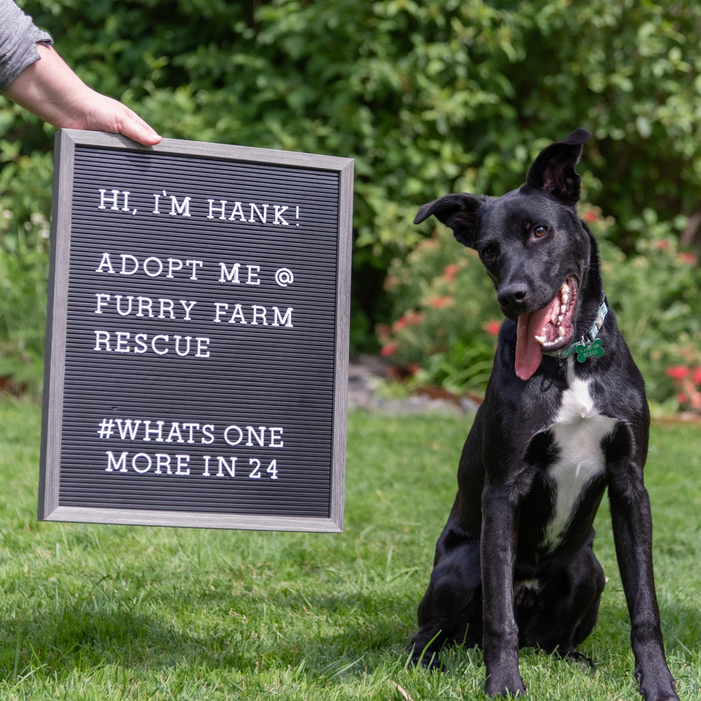 Hank, an adoptable Labrador Retriever, Shepherd in Rathdrum, ID, 83858 | Photo Image 2