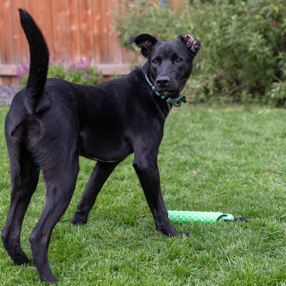 Hank, an adoptable Labrador Retriever, Shepherd in Rathdrum, ID, 83858 | Photo Image 3