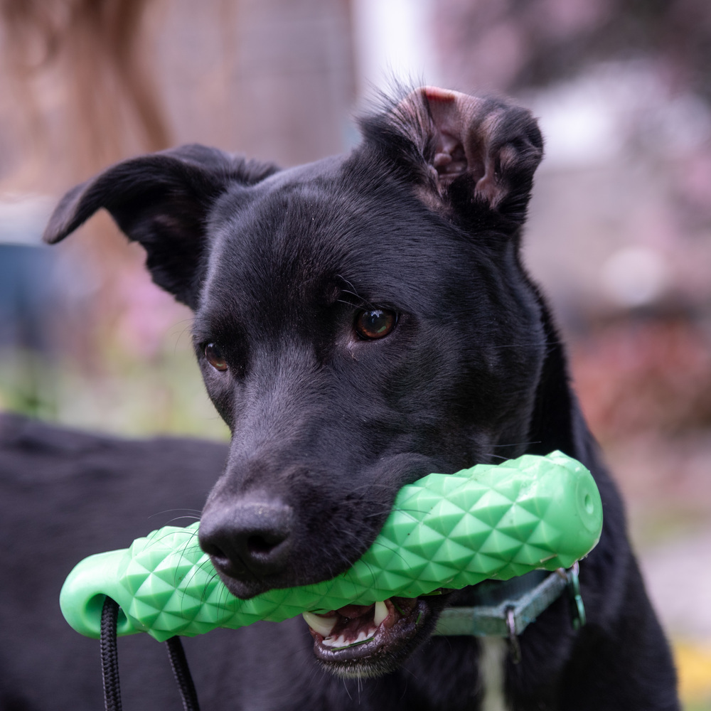 Hank, an adoptable Labrador Retriever, Shepherd in Rathdrum, ID, 83858 | Photo Image 4