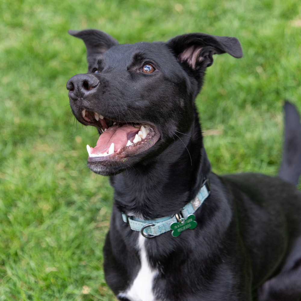 Hank, an adoptable Labrador Retriever, Shepherd in Rathdrum, ID, 83858 | Photo Image 5