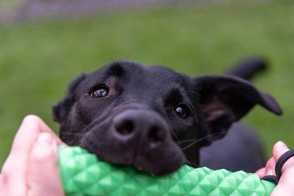 Hank, an adoptable Labrador Retriever, Shepherd in Rathdrum, ID, 83858 | Photo Image 6