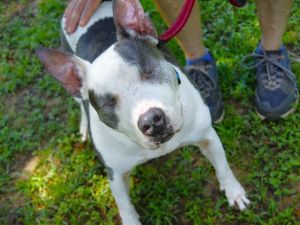 Hi there My name is Nala and Im a special 45-pound girl looking for a loving forever home I came