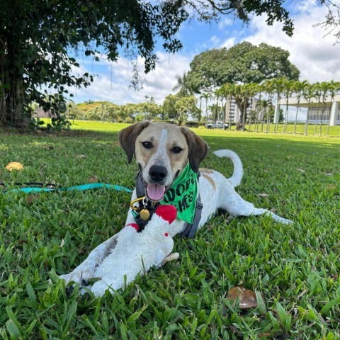 Buddy, an adoptable Mixed Breed in Kailua Kona, HI, 96740 | Photo Image 1