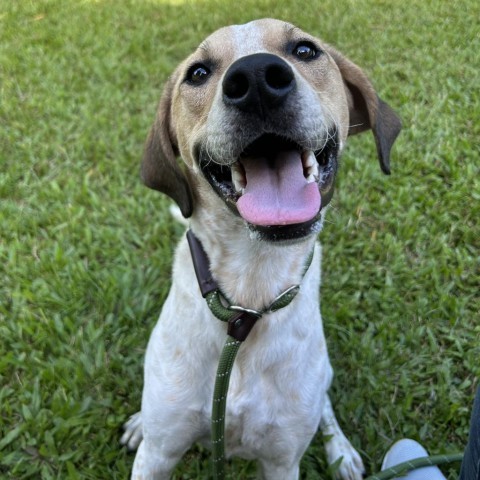 Buddy, an adoptable Mixed Breed in Kailua Kona, HI, 96740 | Photo Image 2