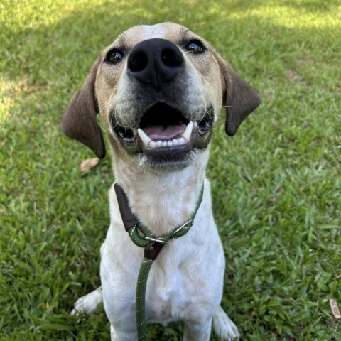 Buddy, an adoptable Mixed Breed in Kailua Kona, HI, 96740 | Photo Image 3