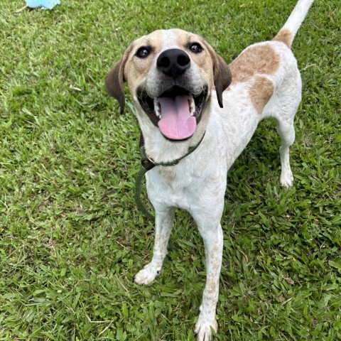 Buddy, an adoptable Mixed Breed in Kailua Kona, HI, 96740 | Photo Image 4