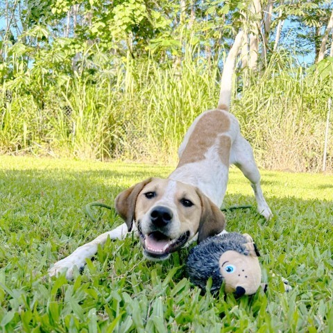 Buddy, an adoptable Mixed Breed in Kailua Kona, HI, 96740 | Photo Image 5