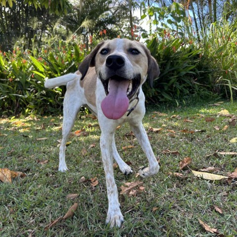 Buddy, an adoptable Mixed Breed in Kailua Kona, HI, 96740 | Photo Image 6