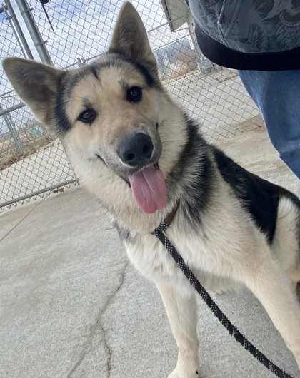 Dog for adoption Barron a German Shepherd Dog Mix in Beatrice