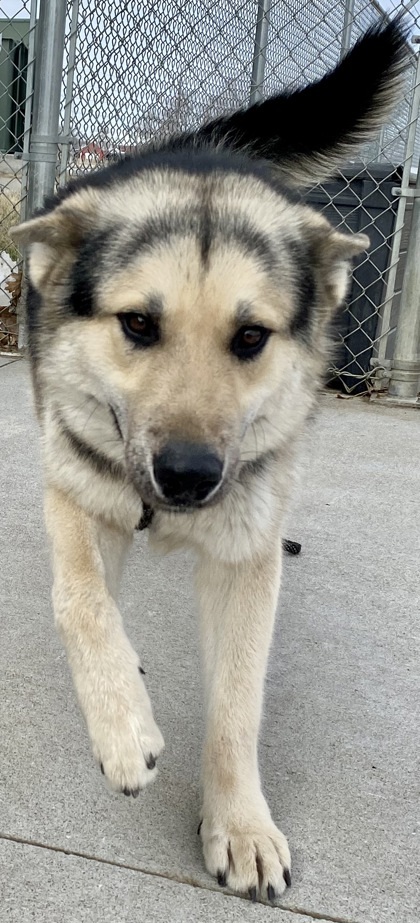 Dog for adoption Barron a German Shepherd Dog Mix in Beatrice