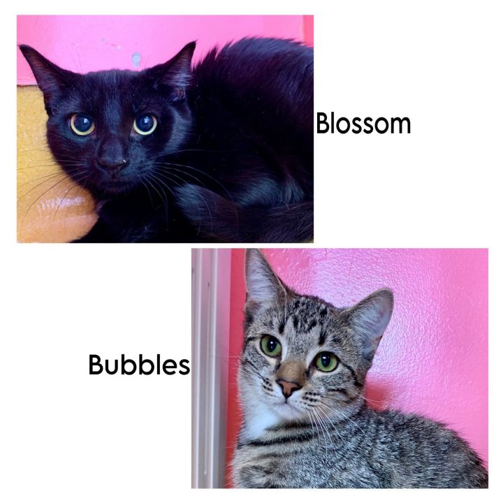 Bubbles & Blossom - BONDED 1