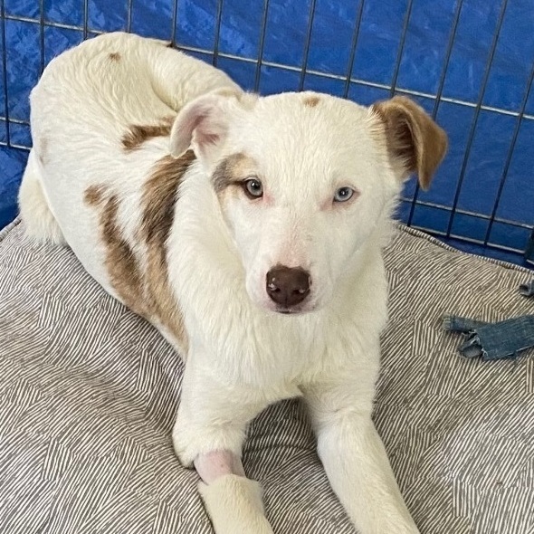 Chickee, an adoptable Border Collie, Australian Shepherd in Pocatello, ID, 83201 | Photo Image 1