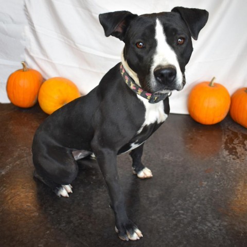 Jojo, an adoptable Pit Bull Terrier in Rifle, CO, 81650 | Photo Image 1