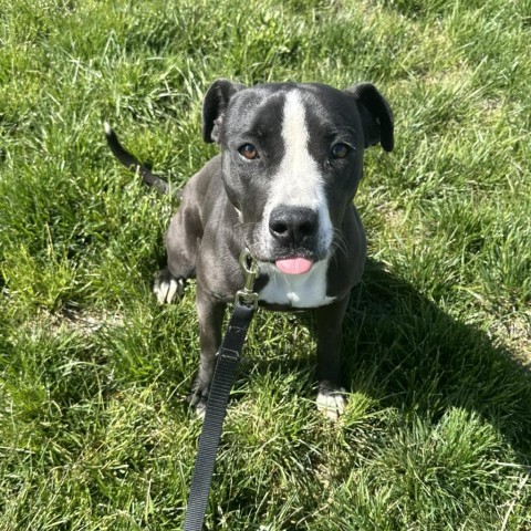 Jojo, an adoptable Pit Bull Terrier in Rifle, CO, 81650 | Photo Image 1