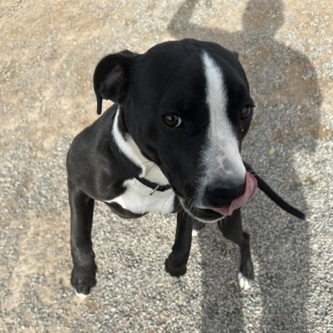 Jojo, an adoptable Pit Bull Terrier in Rifle, CO, 81650 | Photo Image 2