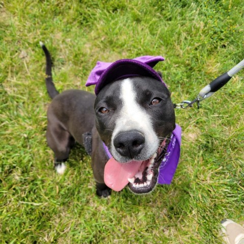 Jojo, an adoptable Pit Bull Terrier in Rifle, CO, 81650 | Photo Image 3