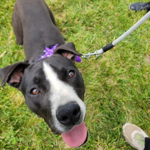 Jojo, an adoptable Pit Bull Terrier in Rifle, CO, 81650 | Photo Image 4