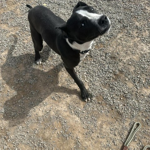 Jojo, an adoptable Pit Bull Terrier in Rifle, CO, 81650 | Photo Image 5