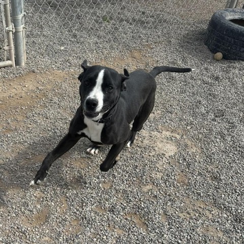 Jojo, an adoptable Pit Bull Terrier in Rifle, CO, 81650 | Photo Image 6