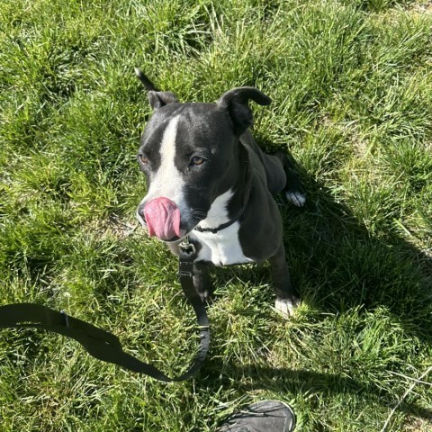 Jojo, an adoptable Pit Bull Terrier in Rifle, CO, 81650 | Photo Image 6