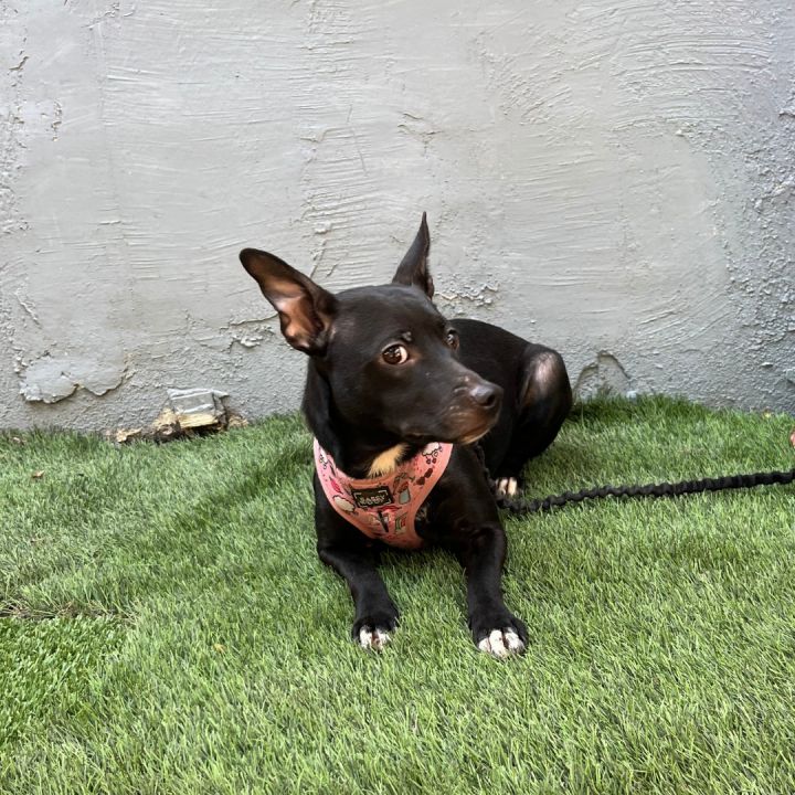 Australian kelpie sale chihuahua mix