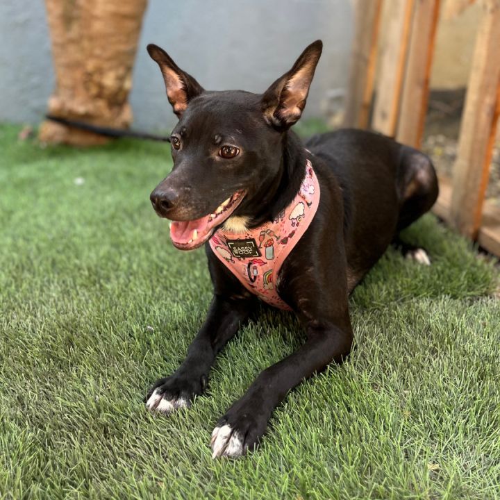 Kelpie store chihuahua mix