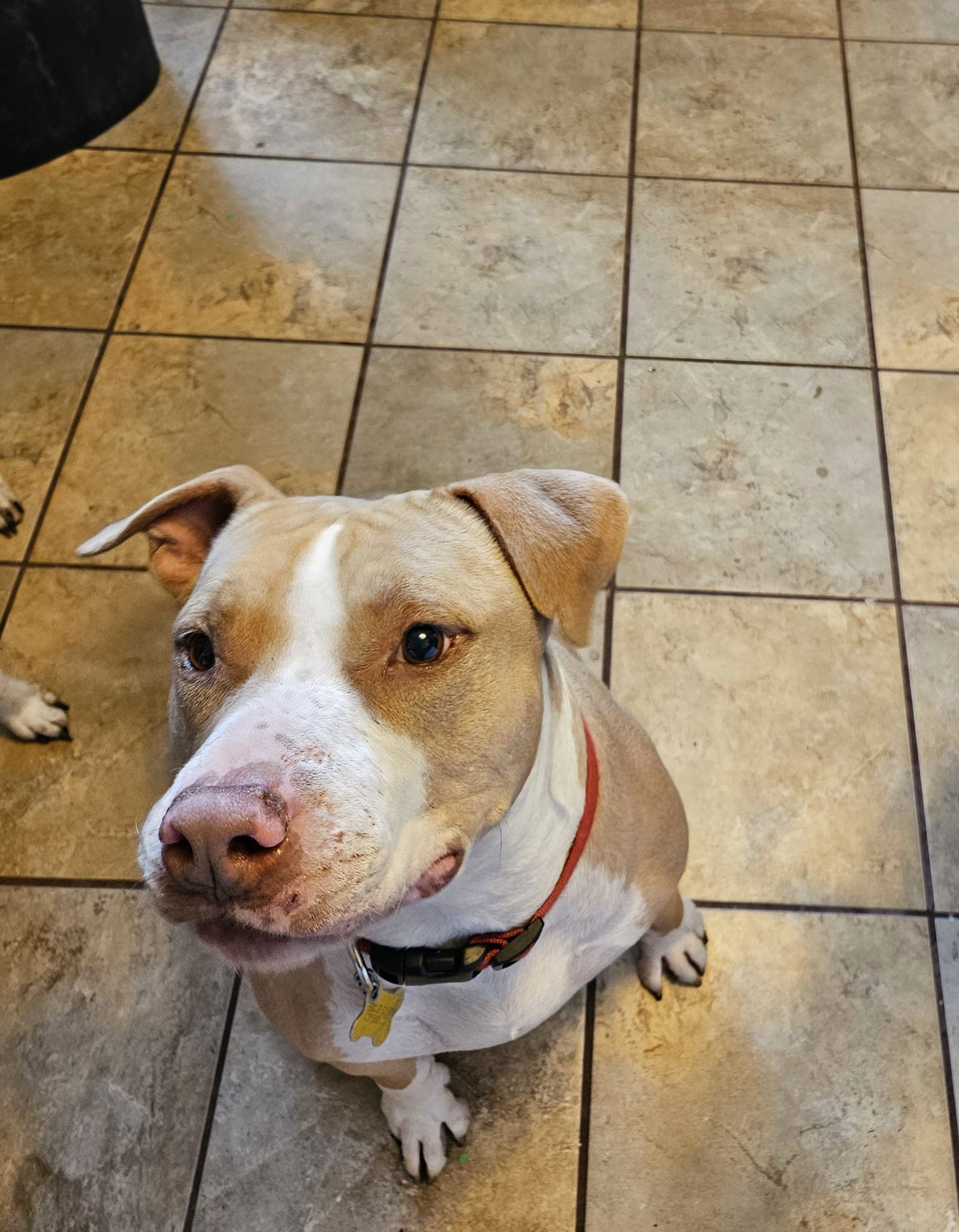 Duncan Doggie, an adoptable Pit Bull Terrier in Salt Lake City, UT, 84171 | Photo Image 1