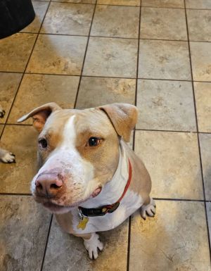 Duncan Doggie