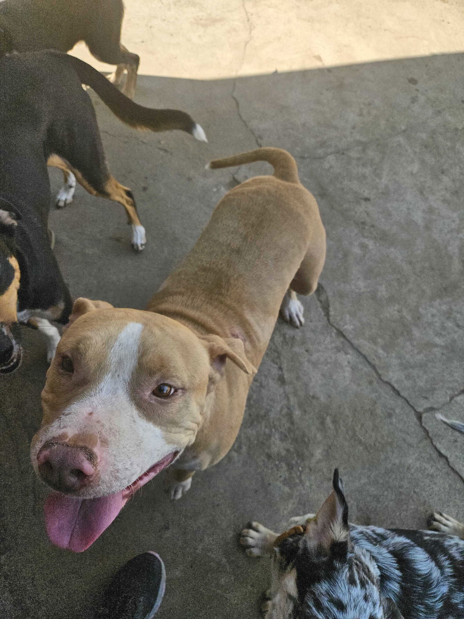 Duncan Doggie, an adoptable Pit Bull Terrier in Salt Lake City, UT, 84171 | Photo Image 2