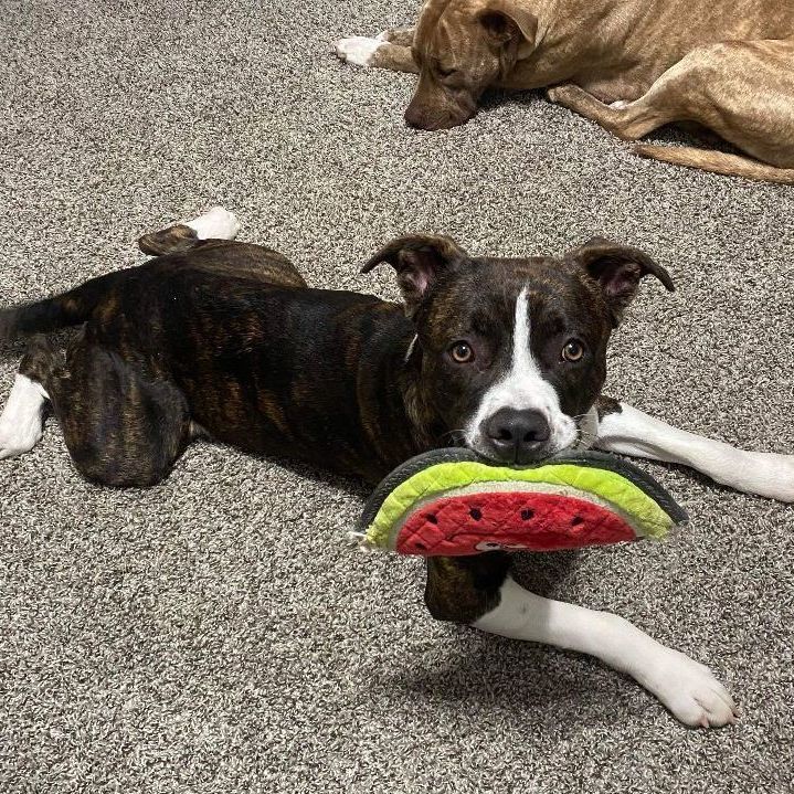 Tucker 2