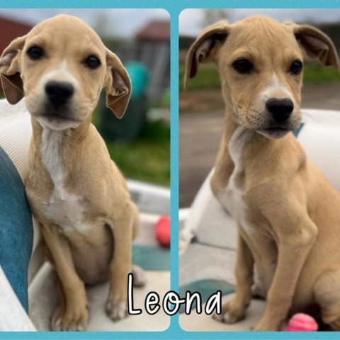 Dog for adoption Little Girl pup 5 Leona a Labrador Retriever