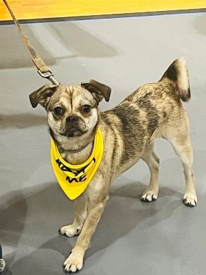 My name is Tiny I am an 11 lb and 1 year old pug mix I am so sweet and
