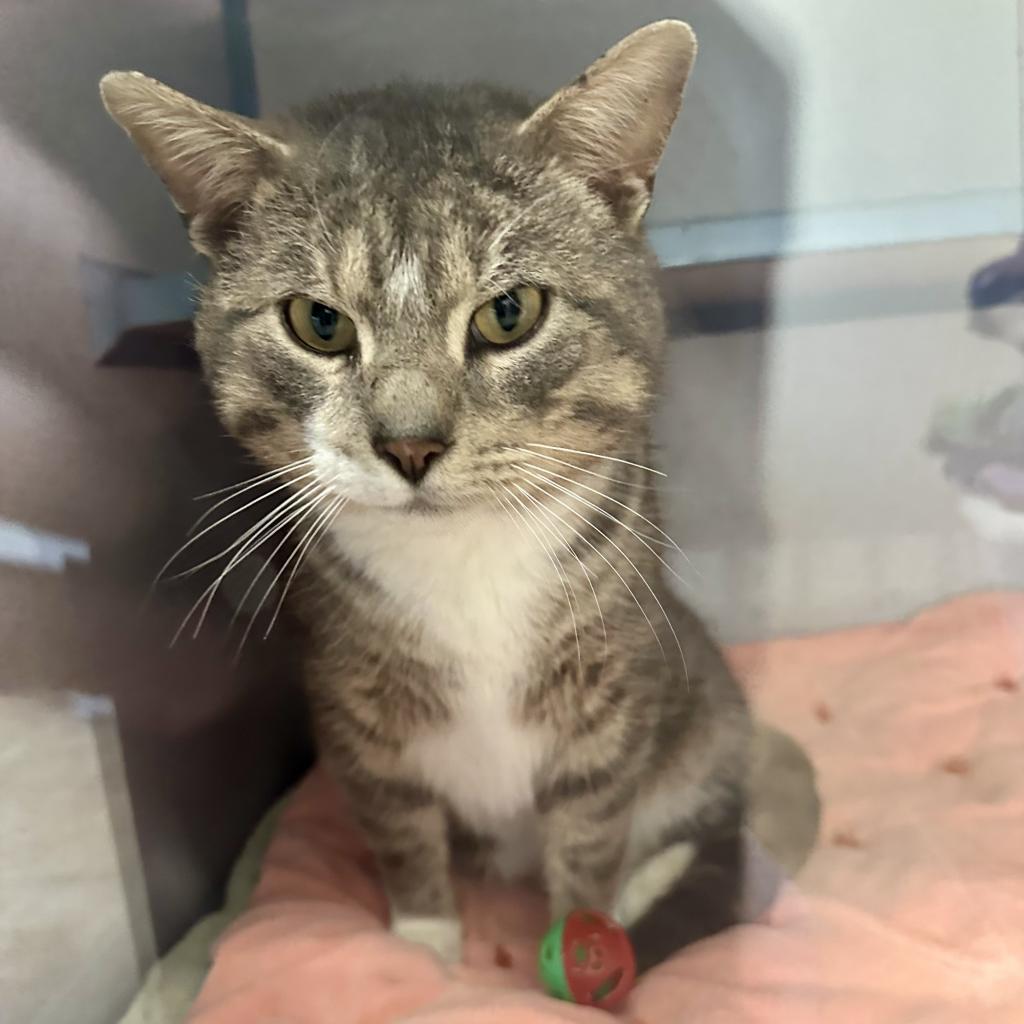 Toeby, an adoptable Domestic Short Hair in North Battleford, SK, S9A 2M7 | Photo Image 1