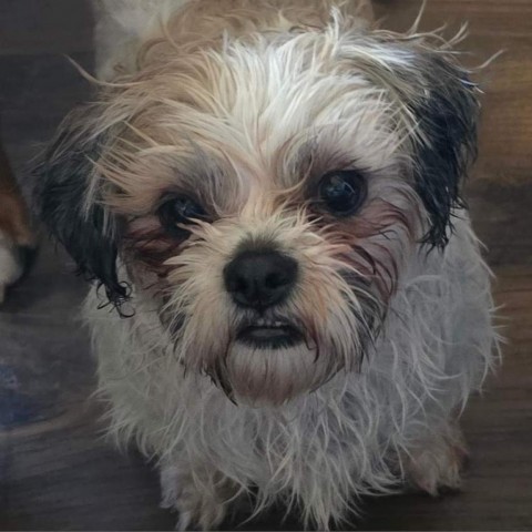 Mitzie, an adoptable Shih Tzu in Onalaska, WI, 54650 | Photo Image 2